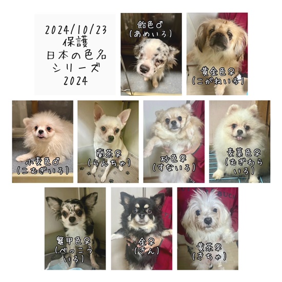 ９匹の保護 | 一般社団法人ハッピー犬屋敷