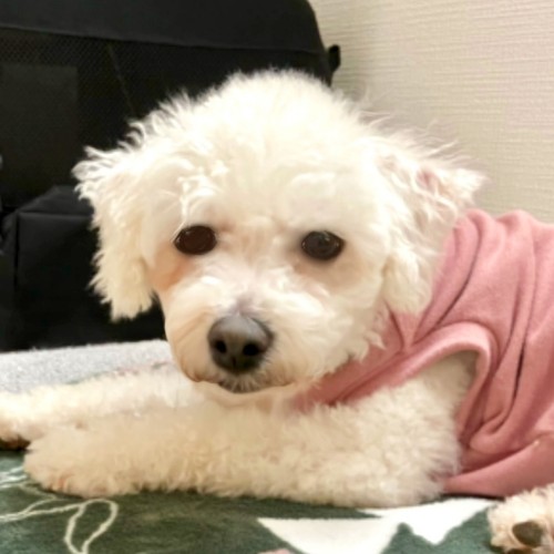 ビションフリーゼに関連する一覧ページです♪ | 一般社団法人ハッピー