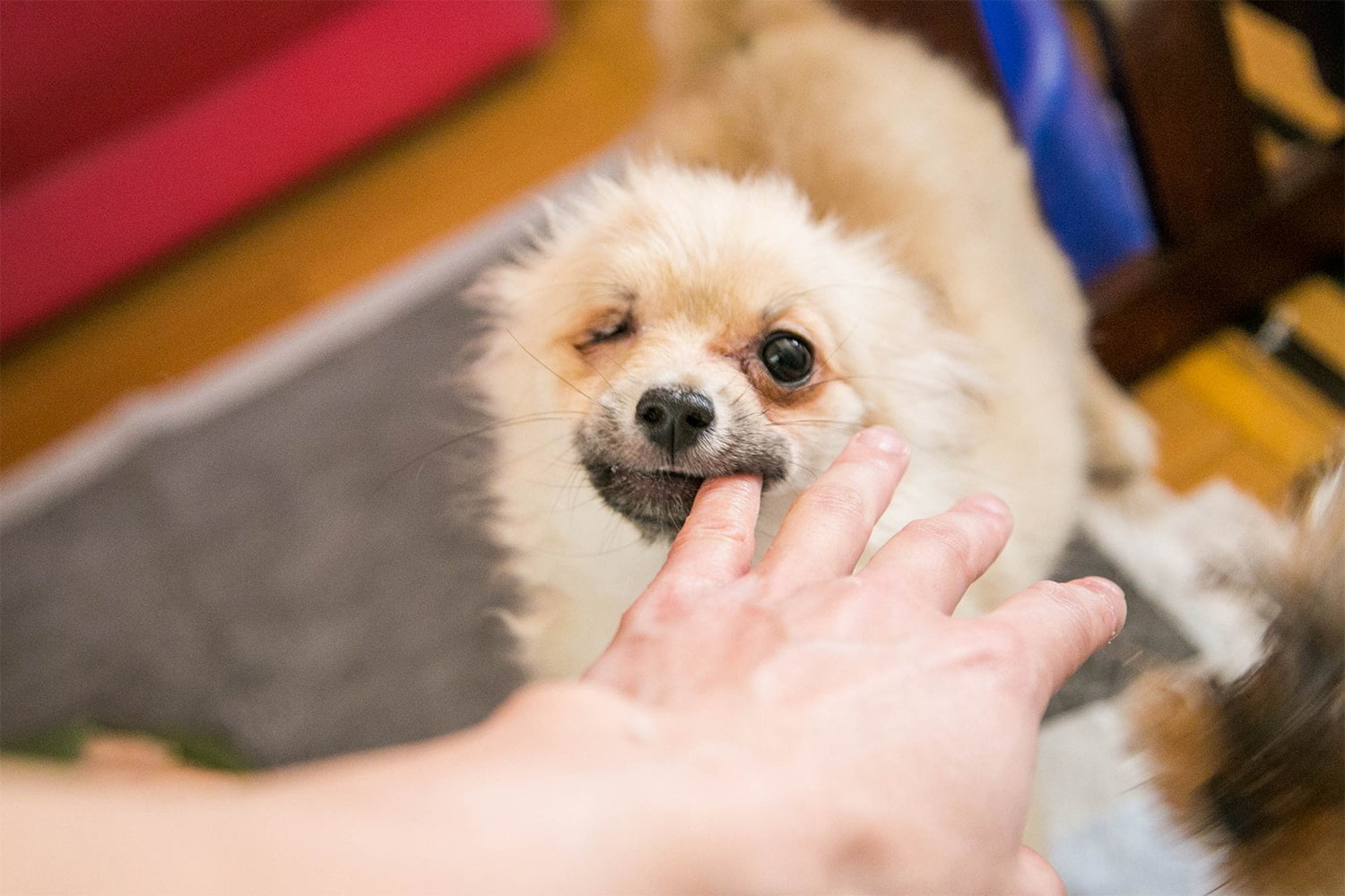 ハッピー犬屋敷の保護犬