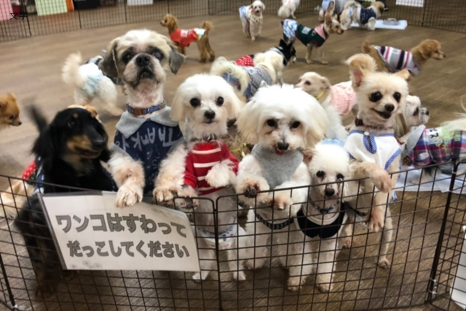 ハッピー犬屋敷の保護犬